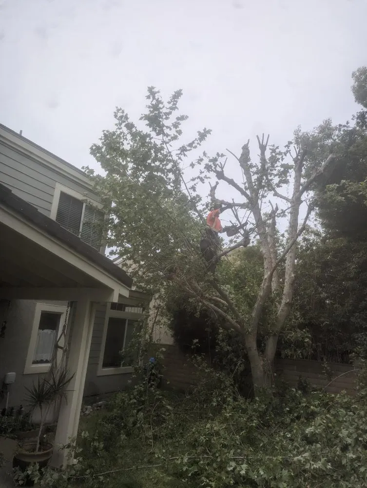 Top-rated residential landscaping in Pomona, CA - Tony's Landscaping and Tree Service