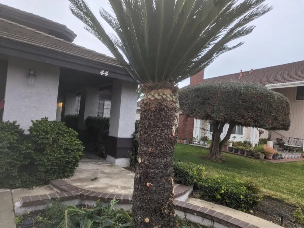 Expert landscaping services experts serving Pomona, CA - Tony's Landscaping and Tree Service