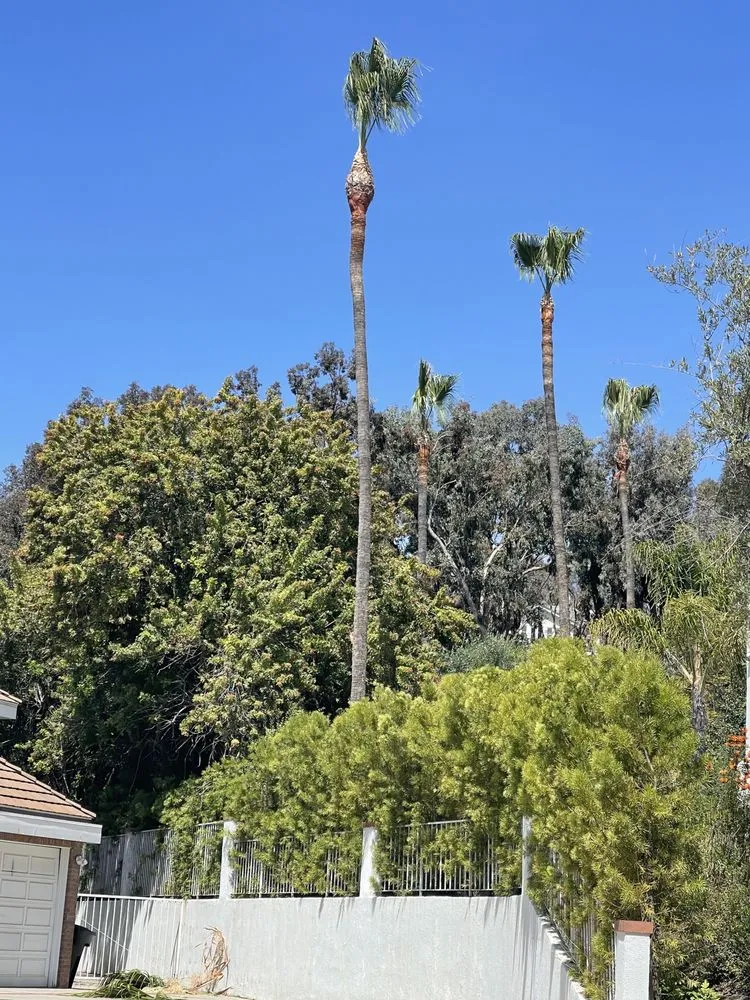 Expert landscape design experts serving San Juan Capistrano, CA - Tony’s landscaping and tree services