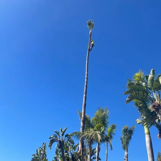 Affordable yard cleanup service near you across San Juan Capistrano, CA - Tony’s landscaping and tree services