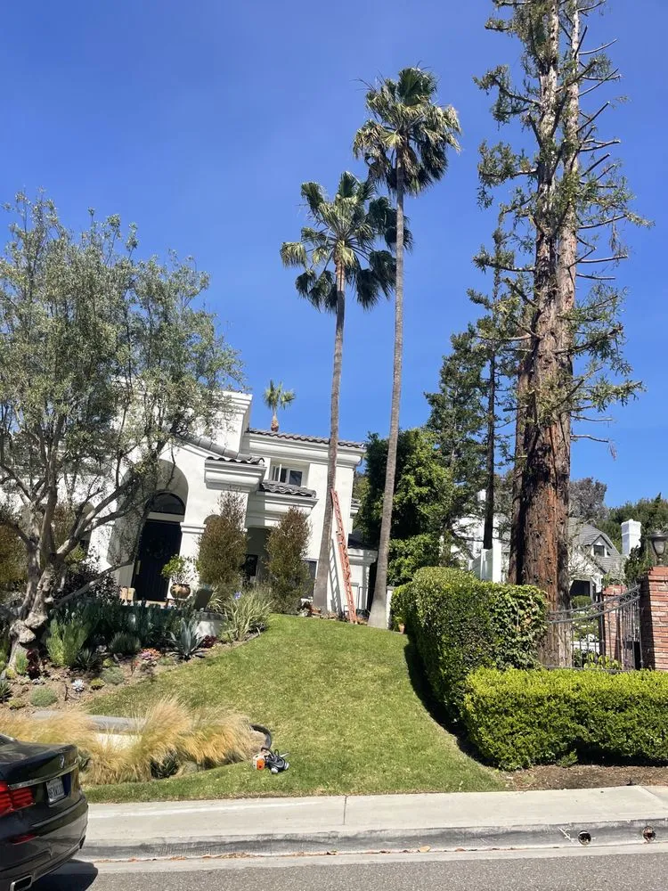 Top-rated yard cleanup service for residential properties in San Juan Capistrano, CA by Tony’s landscaping and tree services