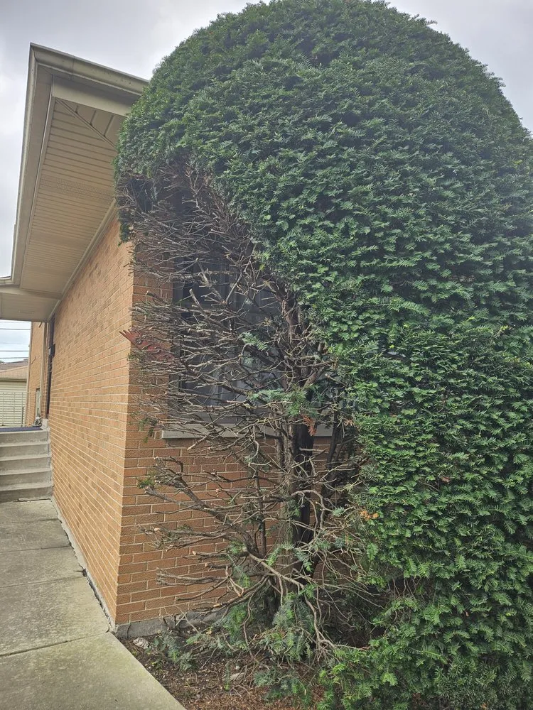 Professional residential landscaping in Niles, IL by Tony's Landscaping