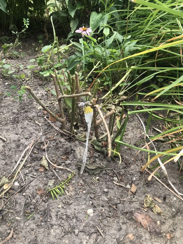 Trusted landscaping services for beautiful yards in Niles, IL by Tony's Landscaping