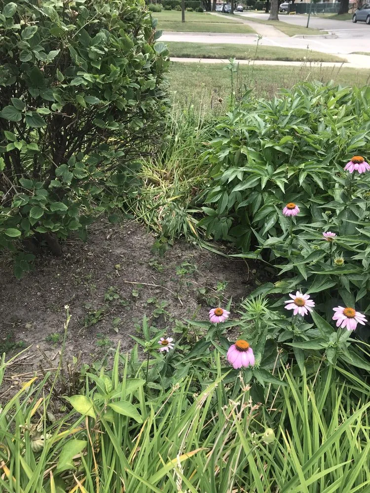 Top-rated lawn care service in Niles, IL by Tony's Landscaping