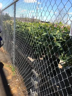 Tony’s Landscaping Logo