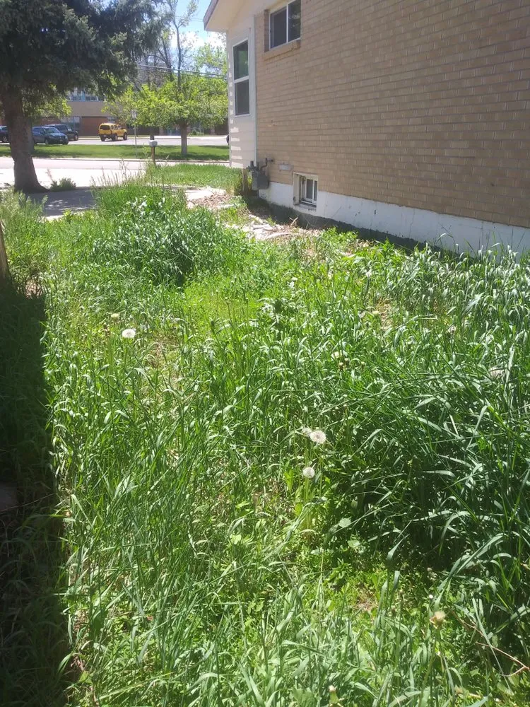 Top-rated lawn care service experts serving Wheat Ridge, CO - Tony's Lanscaping