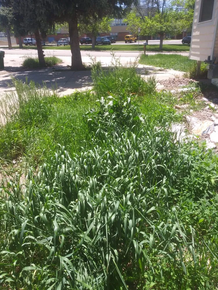 Professional landscape design in Wheat Ridge, CO - Tony's Lanscaping