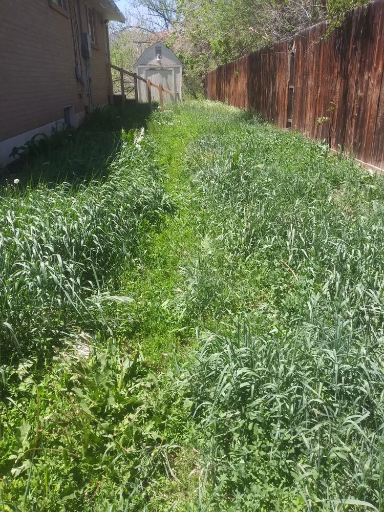 Custom lawn care service for year-round maintenance in Wheat Ridge, CO by Tony's Lanscaping