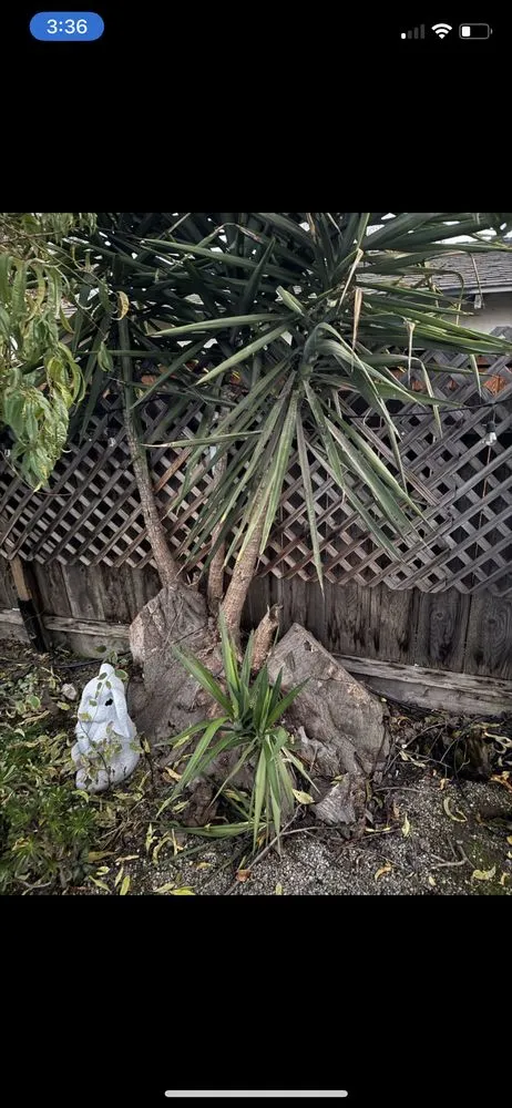 Professional landscape design in Modesto, CA - Tony’s Lawn Care Services