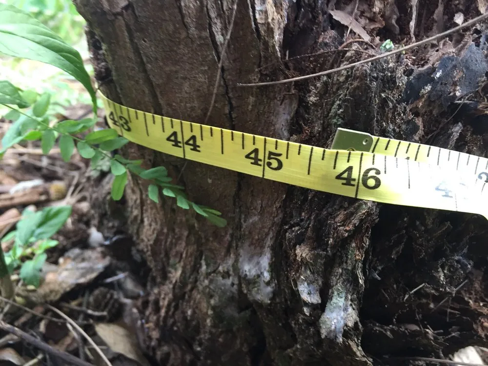 Professional landscape design for homes across North Miami, FL - Tonys Lawn Services