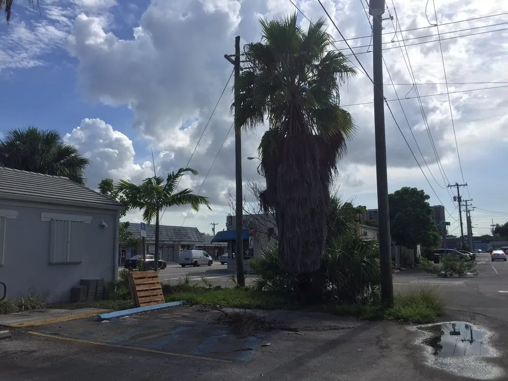 Expert lawn mowing service in North Miami, FL by Tonys Lawn Services