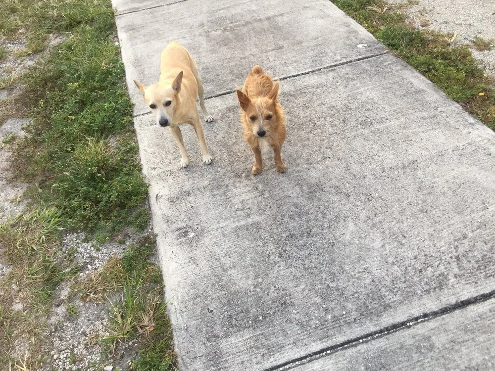 Expert garden landscaping in North Miami, FL by Tonys Lawn Services