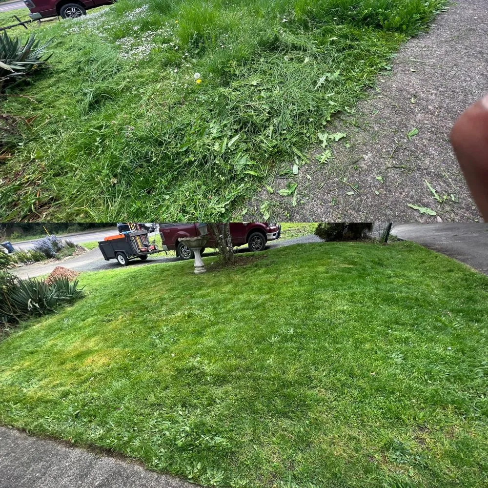 Affordable yard cleanup service in Springfield, OR - Tonys Maintenance