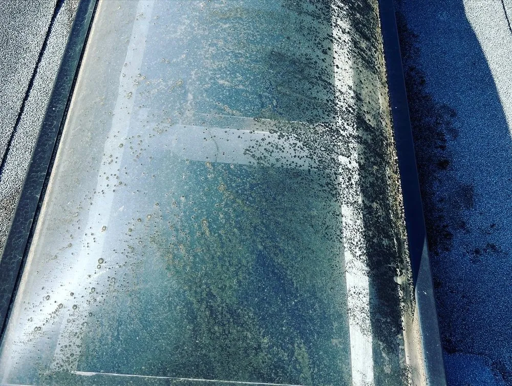 Reliable yard cleanup service in Springfield, OR - Tonys Maintenance