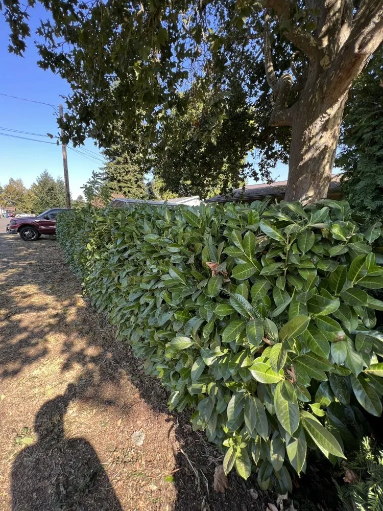 Expert yard cleanup service near you across Springfield, OR - Tonys Maintenance