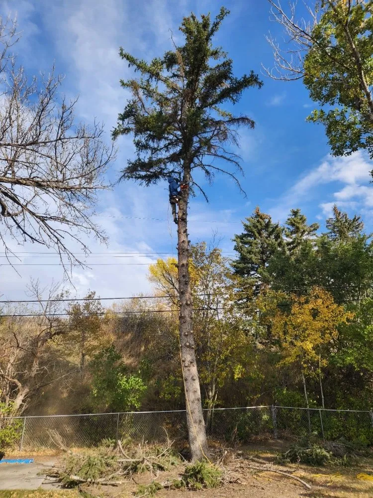 Top-rated lawn care service for outdoor upgrades in Minot, ND by Tony's Mow & Snow