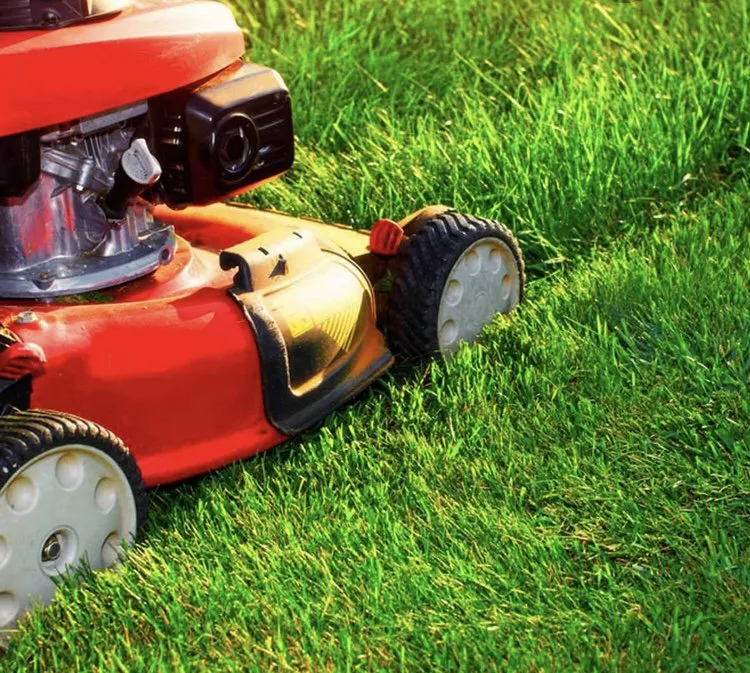 Reliable yard cleanup service in Lubbock, TX by Tony’s Mowing Services