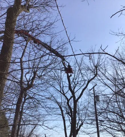 Expert yard maintenance in Cheektowaga, NY by Tony's Tree and Landscaping