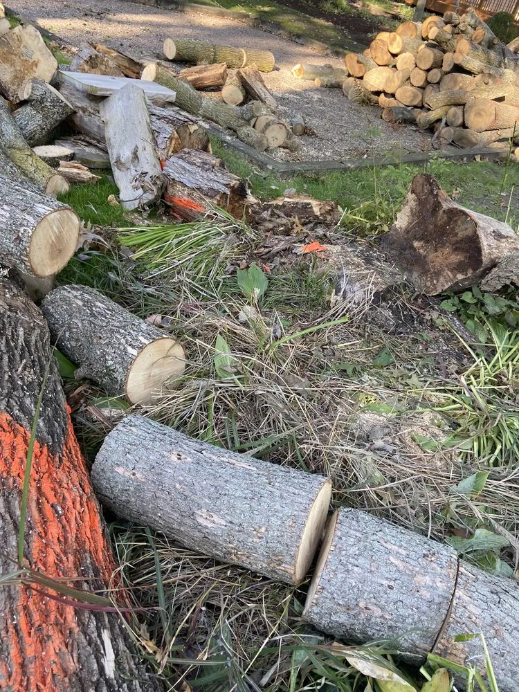 Top-rated yard cleanup service near you across Cheektowaga, NY - Tony's Tree and Landscaping