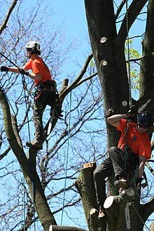 Professional landscaping services in Bolingbrook, IL - Tony's Tree Care