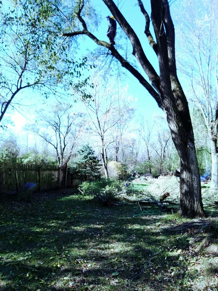 Top-rated yard cleanup service in Bolingbrook, IL by Tony's Tree Care