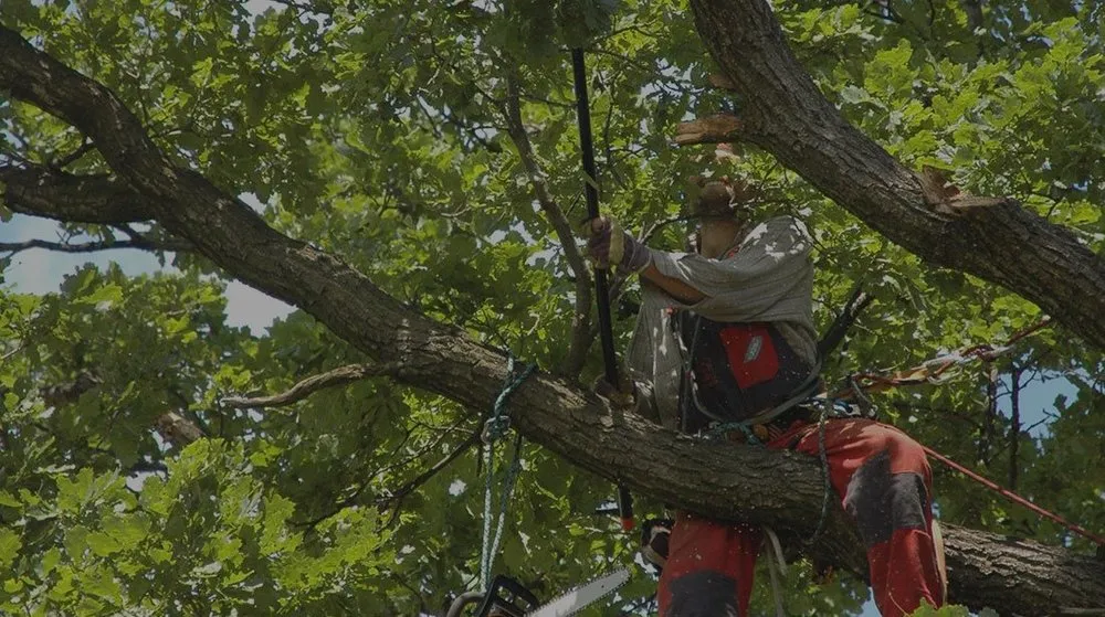 Reliable landscaping services experts serving Bolingbrook, IL - Tony's Tree Care