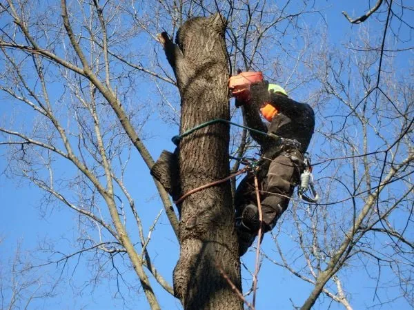 Affordable yard maintenance in Bolingbrook, IL - Tony's Tree Care