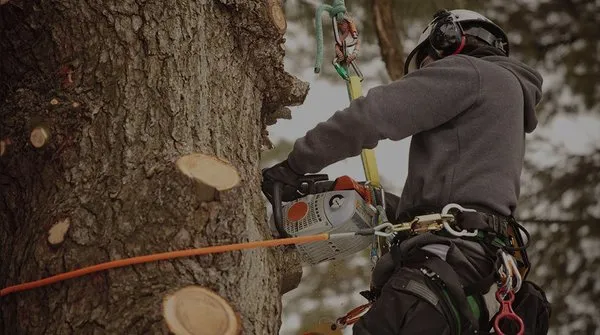 Tony's Tree Care Logo