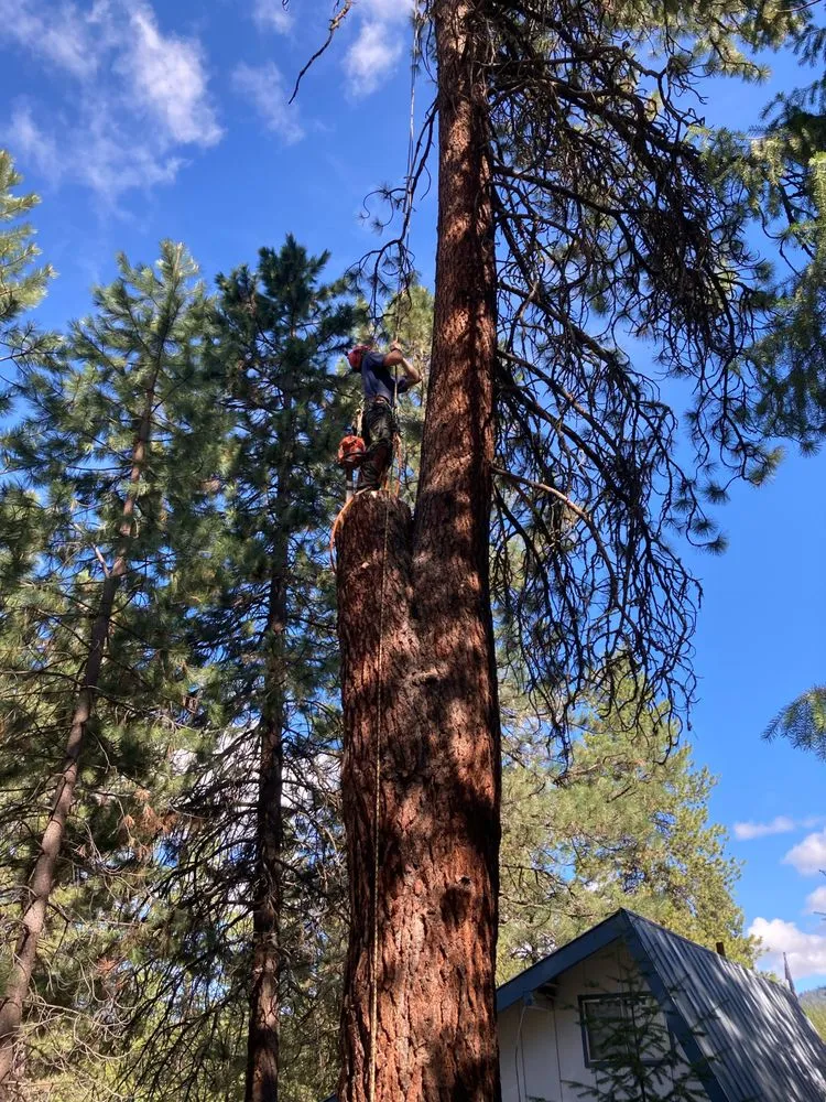 Local yard cleanup service in Baker City, OR by Tony's Tree Service