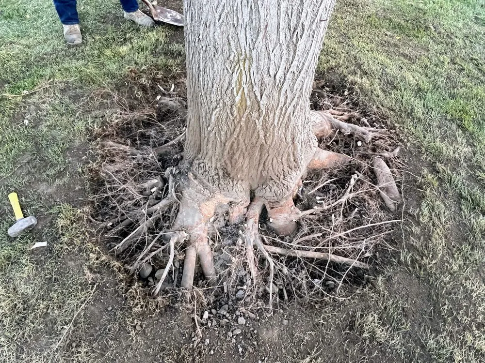 Trusted residential landscaping in Baker City, OR - Tony's Tree Service