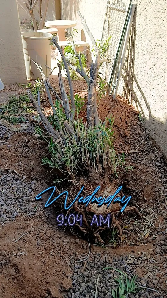 Top-rated garden landscaping in Chandler, AZ by Too Hot Landscaping