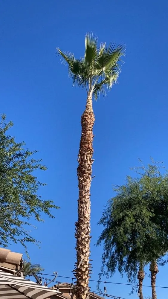 Top-rated residential landscaping for residential properties in Chandler, AZ by Too Hot Landscaping