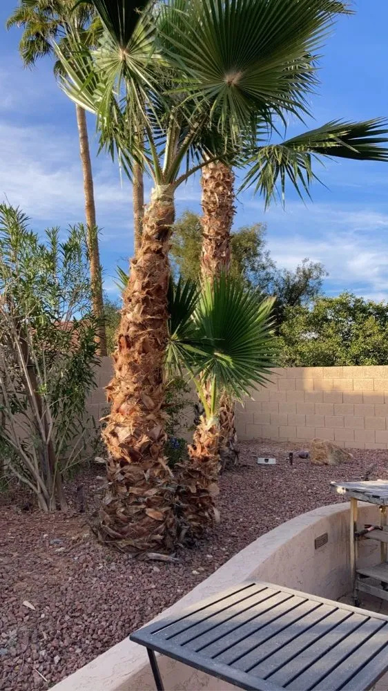 Trusted landscaping services for outdoor upgrades in Chandler, AZ by Too Hot Landscaping