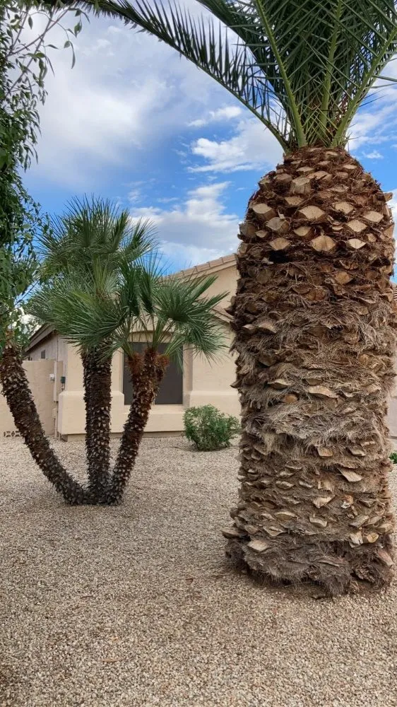 Expert outdoor landscaping in Chandler, AZ - Too Hot Landscaping