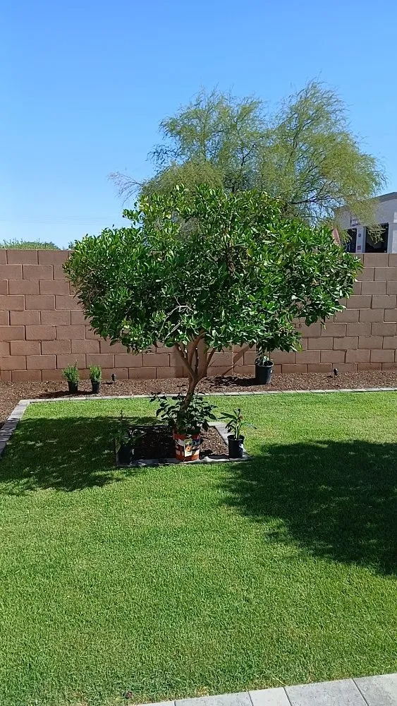 Custom yard cleanup service in Chandler, AZ - Too Hot Landscaping