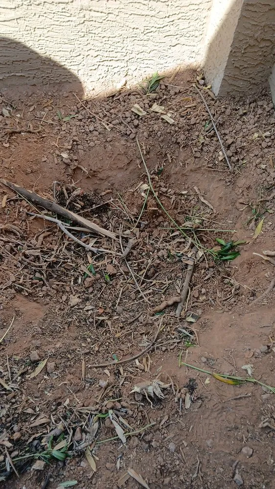 Reliable garden landscaping experts serving Chandler, AZ - Too Hot Landscaping