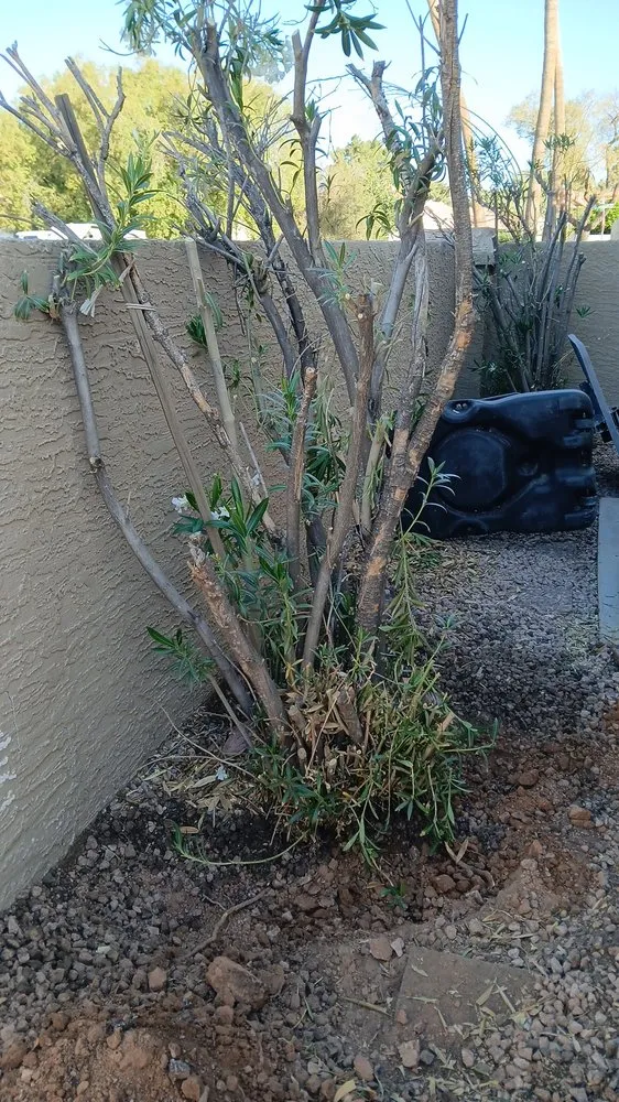 Professional landscaping services in Chandler, AZ by Too Hot Landscaping