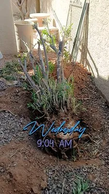 Too Hot Landscaping Logo