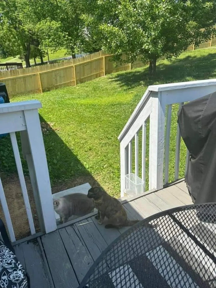 Professional yard cleanup service for beautiful yards in Blue Ridge, VA by Tool Trendsetters