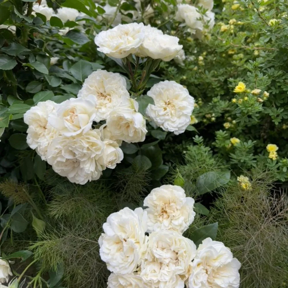 Professional outdoor landscaping in Chicago, IL by Toots and Roots