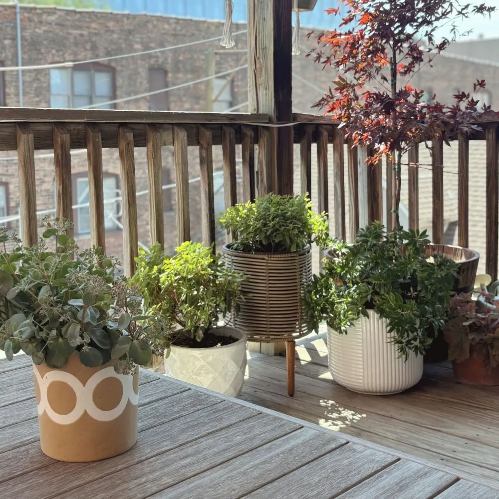 Trusted yard cleanup service near you across Chicago, IL - Toots and Roots