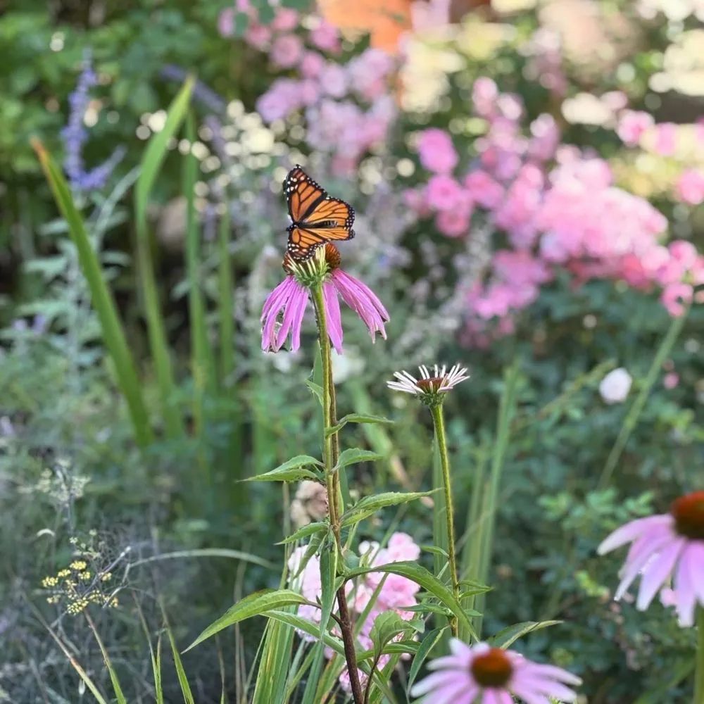 Top-rated residential landscaping experts serving Chicago, IL - Toots and Roots