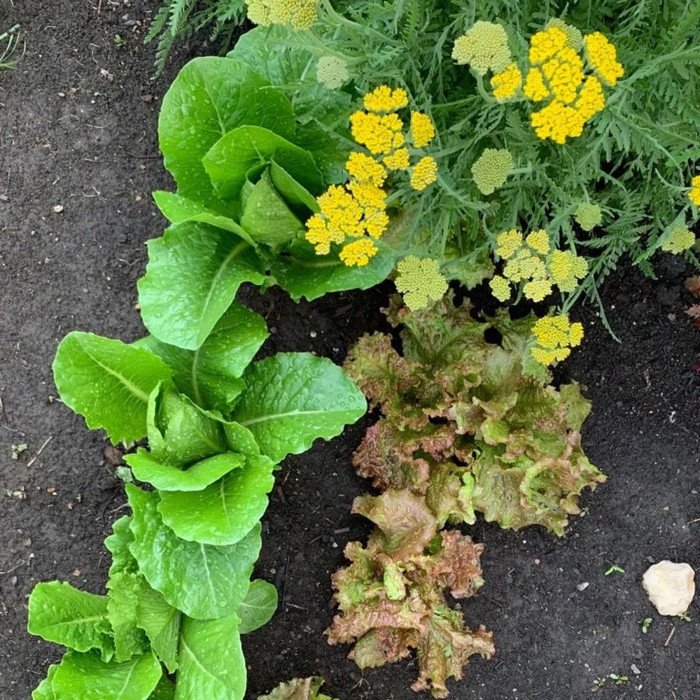 Custom garden landscaping experts serving Chicago, IL - Toots and Roots