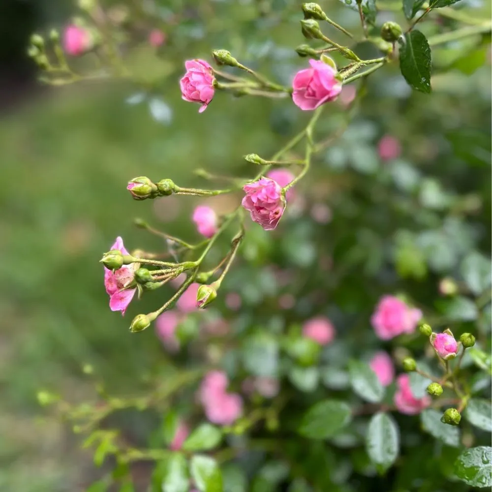 Affordable lawn care service experts serving Chicago, IL - Toots and Roots