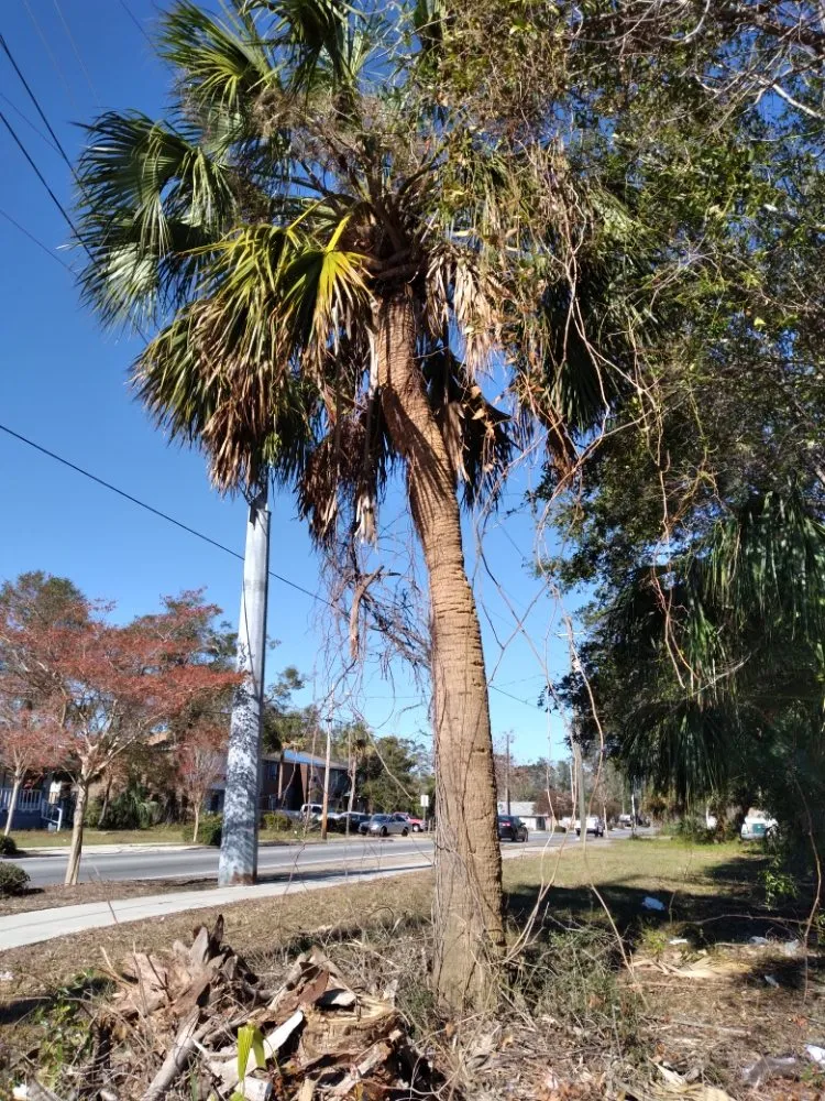Expert landscape design in Pensacola, FL by Top 2 Bottom Land Services