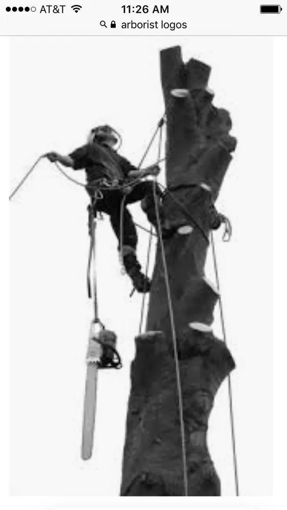 Custom yard cleanup service for residential properties across Horse Shoe, NC - Top Branch Tree Service