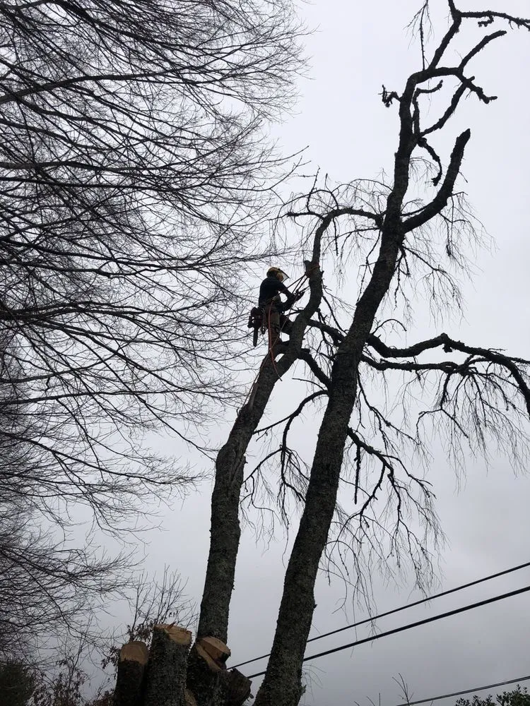 Reliable residential landscaping in Horse Shoe, NC by Top Branch Tree Service
