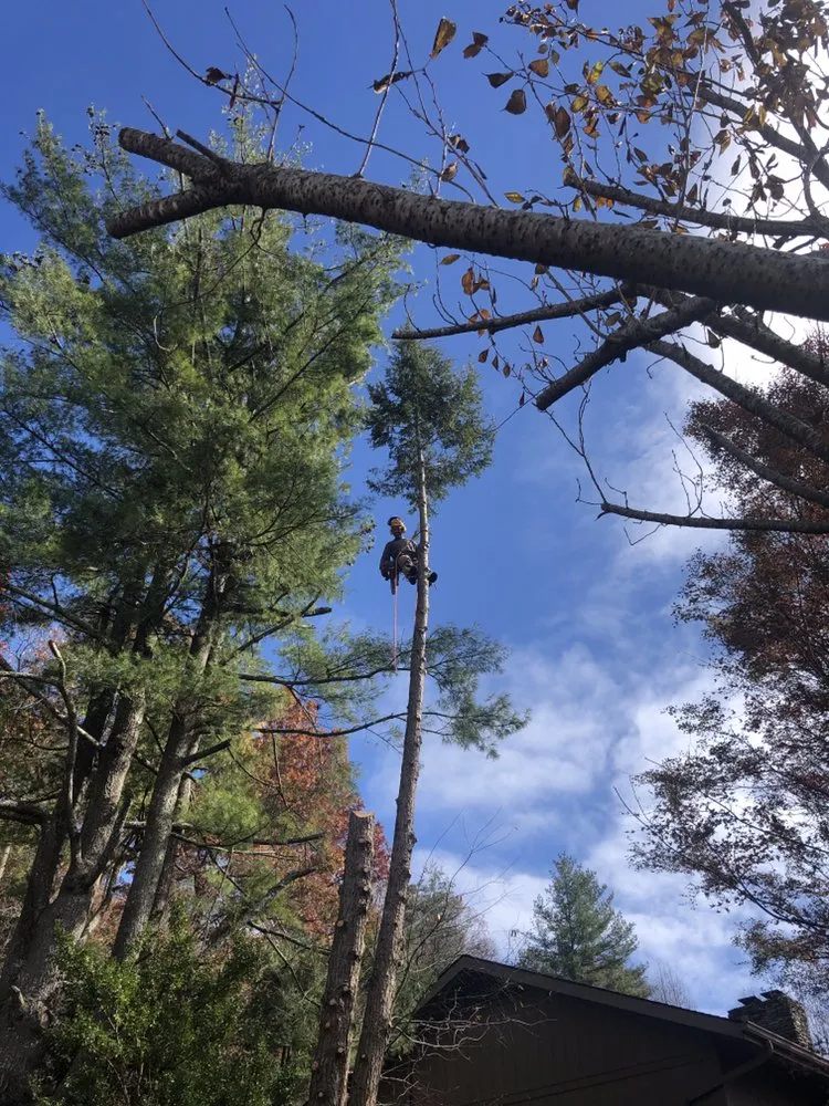 Affordable landscaping services with custom design across Horse Shoe, NC - Top Branch Tree Service