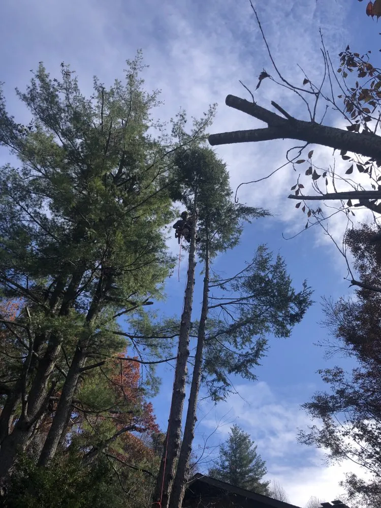 Trusted residential landscaping in Horse Shoe, NC - Top Branch Tree Service