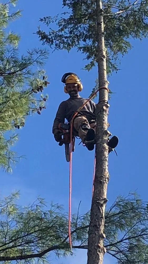 Affordable outdoor landscaping with custom design in Horse Shoe, NC by Top Branch Tree Service
